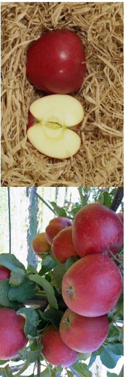 ZD Libčany organizuje samosběr jablek